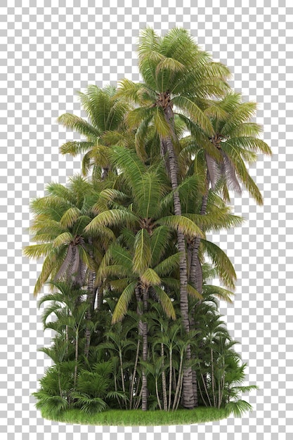 PSD jungle tropicale sur fond transparent illustration de rendu 3d