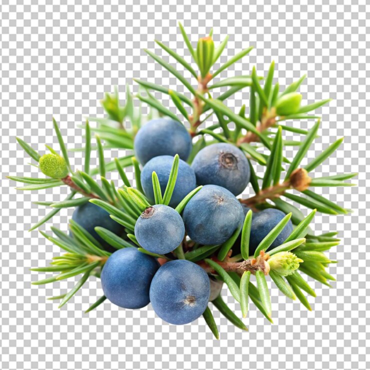 PSD juniper berry isolated on transparent background