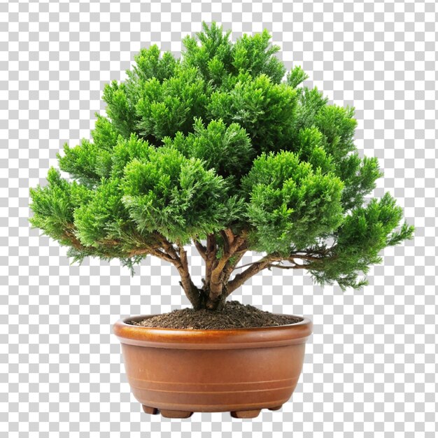 PSD juniperus chinensis isolado em fundo transparente