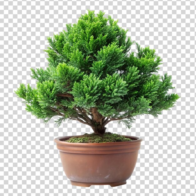 PSD juniperus chinensis isolado em fundo transparente