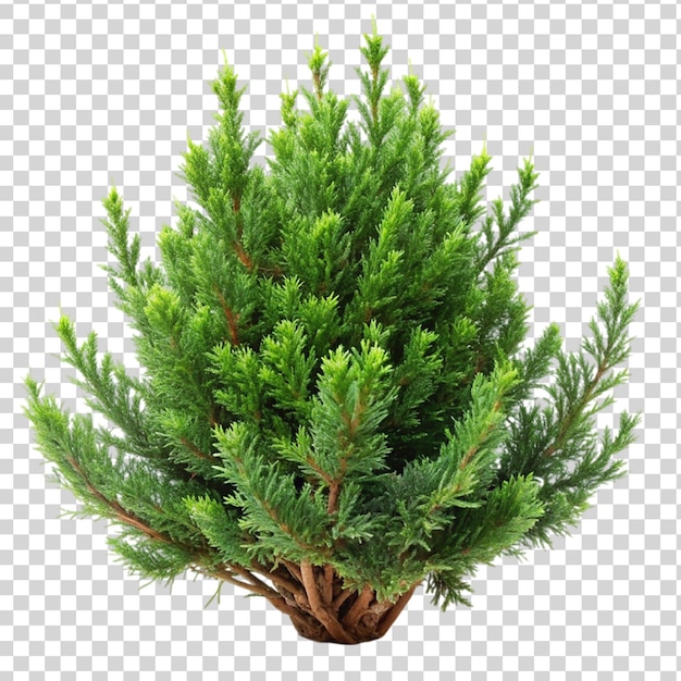 PSD juniperus chinensis isolado em fundo transparente