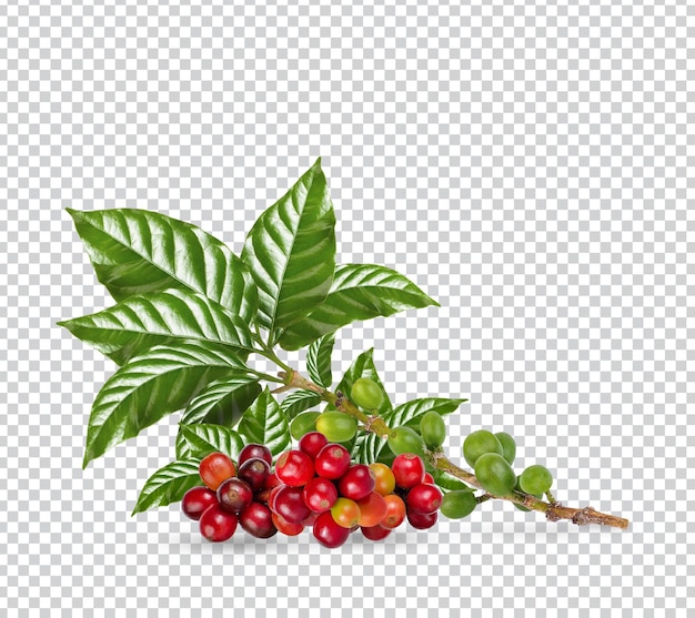 Kaffeebohnen mit isolierten Blättern Premium PSD