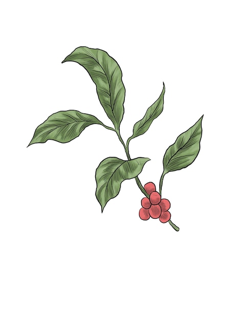 Kaffeepflanzenzweig mit Blättern und roten Beeren