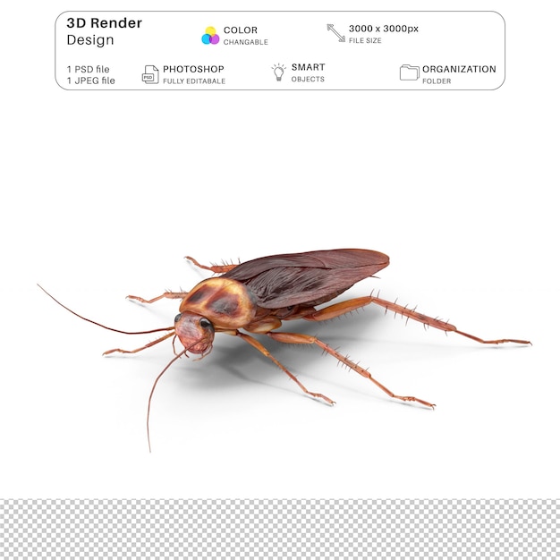 PSD kakerlaken 3d-modellierung psd-datei realistische kakerlaken