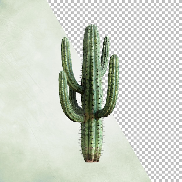 PSD kaktuspflanze isoliert auf durchsichtigem hintergrund png