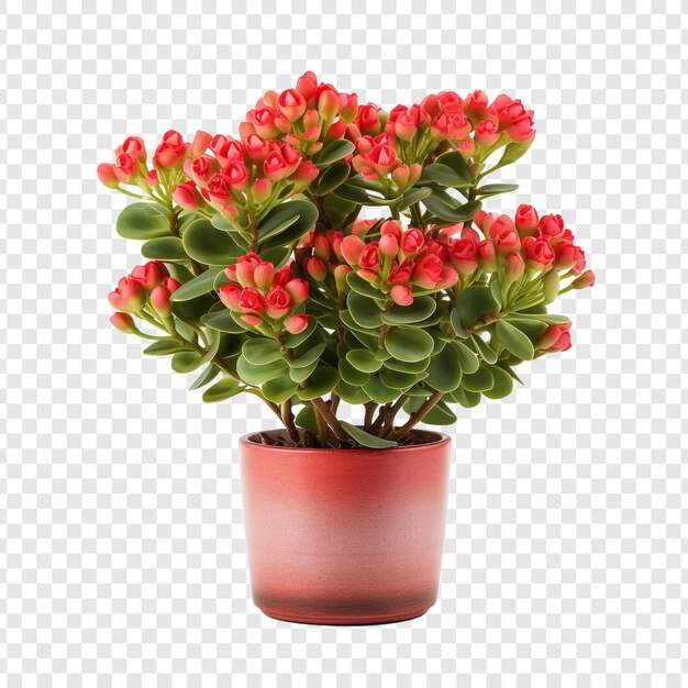 PSD una kalanchoe lariniata en maceta es una hermosa planta decorativa en el patio de la casa aislada sobre un fondo transparente