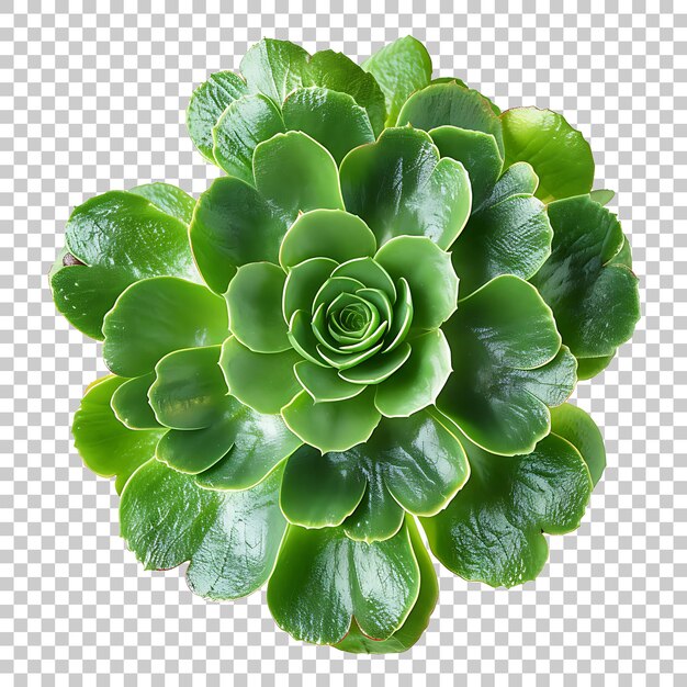 PSD kalanchoe png con fondo transparente