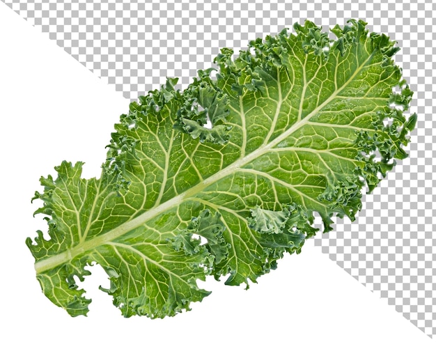 Kale curly salad leaf isolated on white background