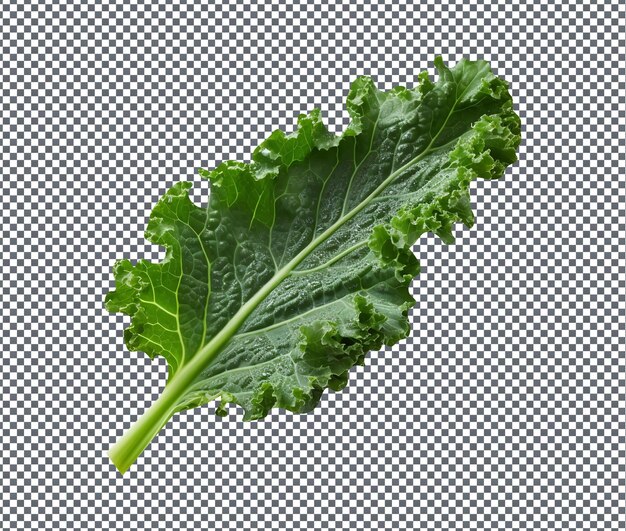 PSD kale natural y fresca fotografiada aislada sobre fondo transparente