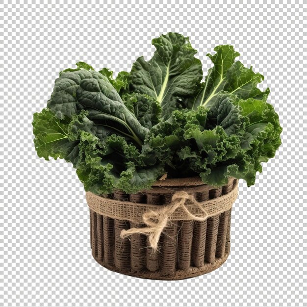 Kale Sur Psd Arrière-plan Transparent Fruits Et Légumes Exotiques