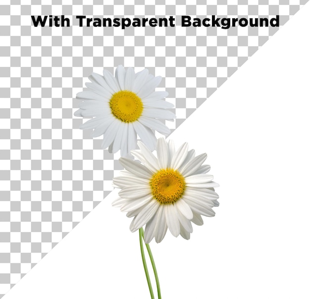 Kamillblume png psd isoliert auf durchsichtigem Hintergrund