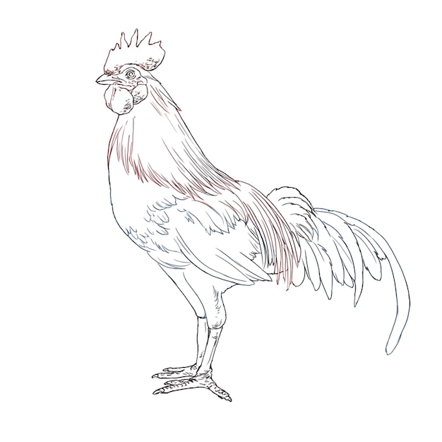 Kampfhühner-Tierillustration kreativer Linienentwurf