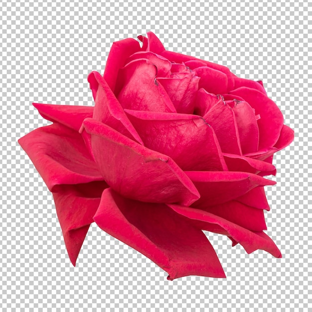 Kastanienbraune rosenblume isoliertes rendering