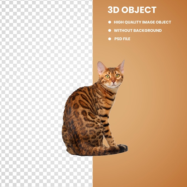 Katze 66