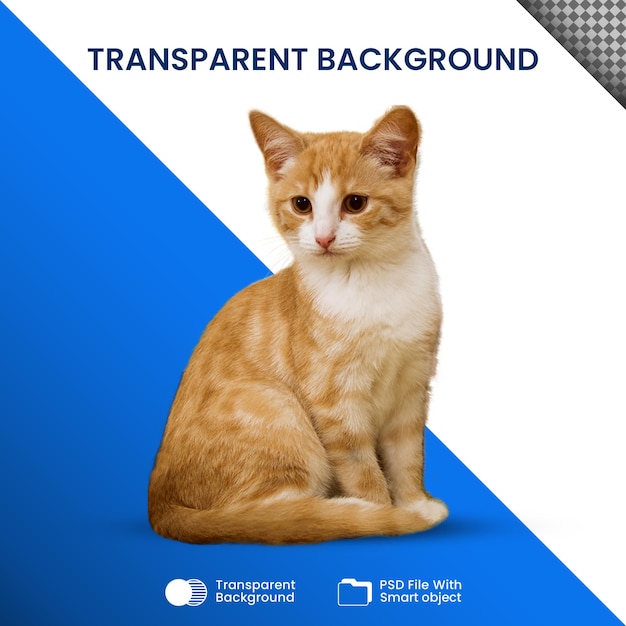 Katze transparent