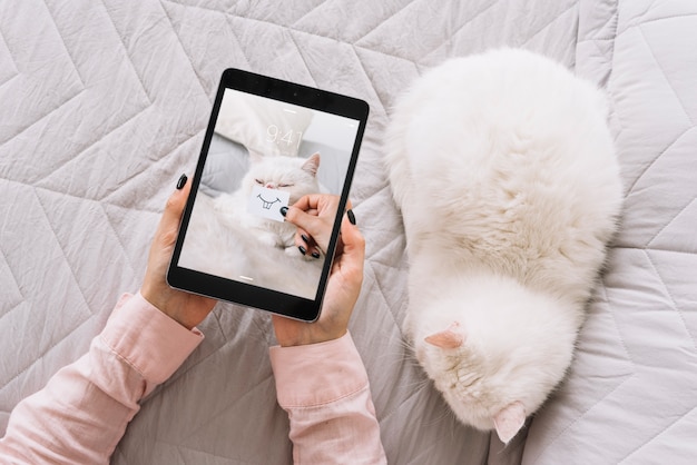 Katzen- und tablet-modell auf der couch