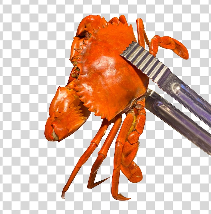 PSD kepiting merah kukus dipisahkan dari latar belakang