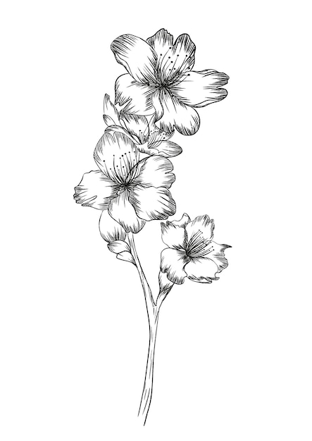 Kirschen