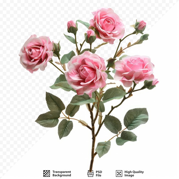 PSD kleine rosa rosen