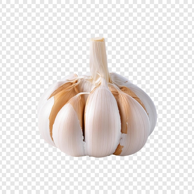Knoblauch auf durchsichtigem Hintergrund