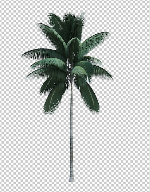 Kokosnussbaum des Naturobjekts lokalisiertes Weiß
