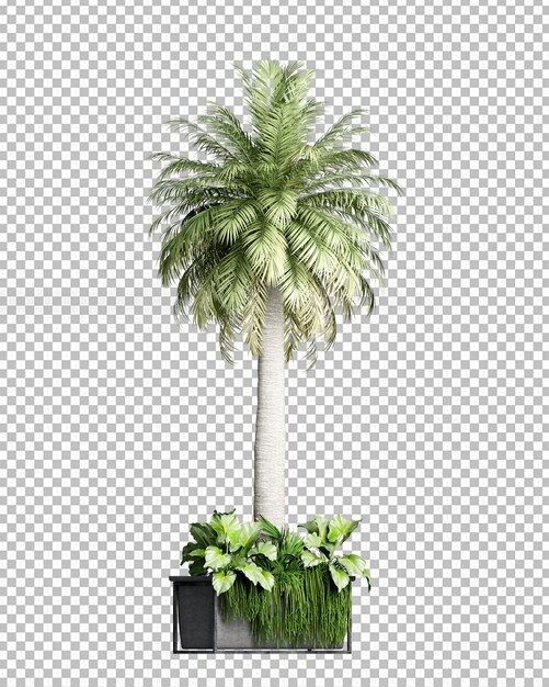 Kokosnussbaum in 3D-Rendering isoliert