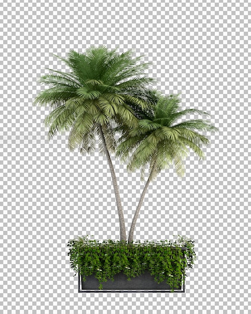 Kokosnussbaum in 3D-Rendering isoliert