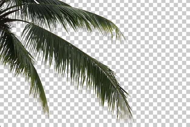 PSD kokosnussbaum vordergrund