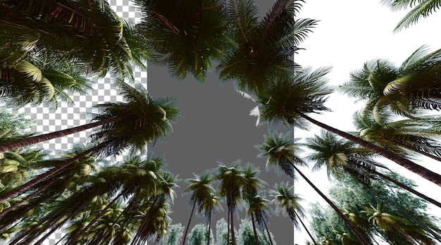 Kokosnussblätter auf durchsichtigem Hintergrund PNG 3D-Rendering