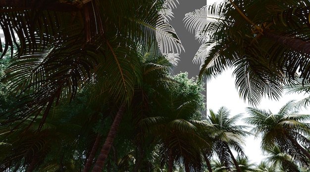 Kokosnussblätter auf durchsichtigem Hintergrund PNG 3D-Rendering
