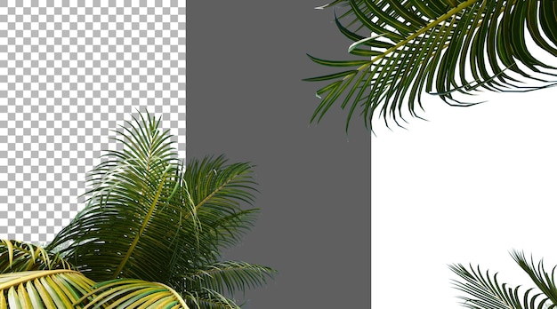 Kokosnussblätter auf durchsichtigem Hintergrund PNG 3D-Rendering