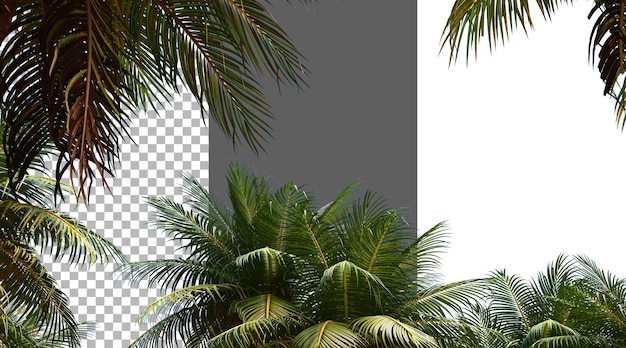 Kokosnussblätter auf durchsichtigem Hintergrund PNG 3D-Rendering