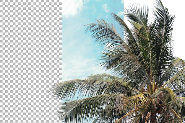 Kokosnussblatt mit klarem Hintergrund