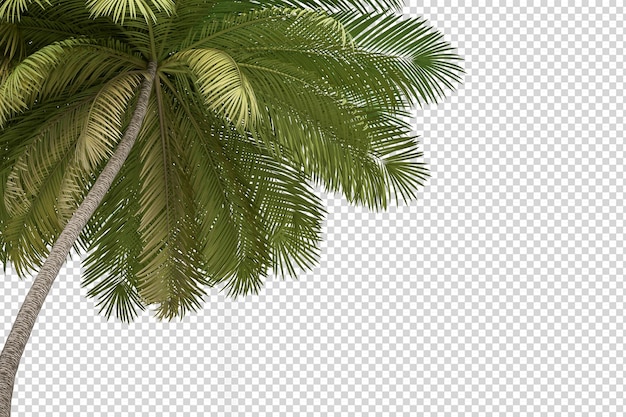 Kokospalme verlässt Vordergrund