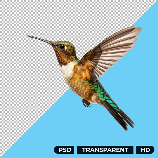 PSD kolibri isoliert auf transparentem hintergrund