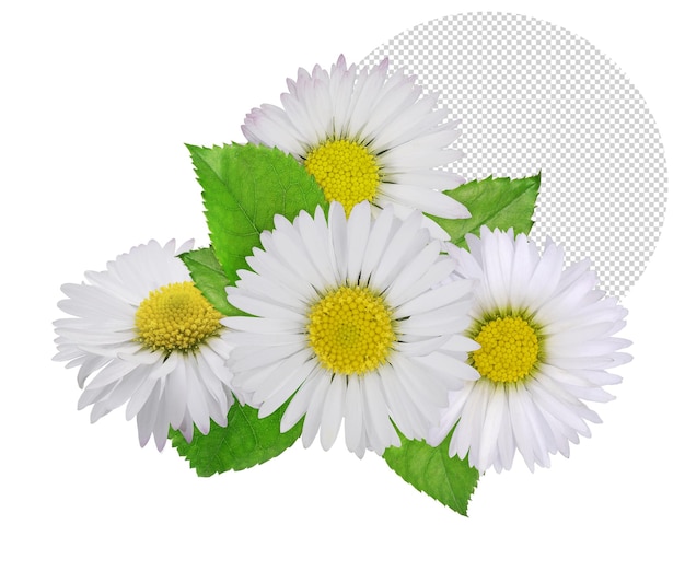 Komposition mit Gänseblümchen im Frühjahr