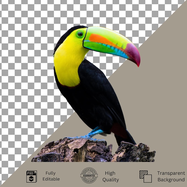 Kreative Bird-PSD-Dateien für Designer und Künstler
