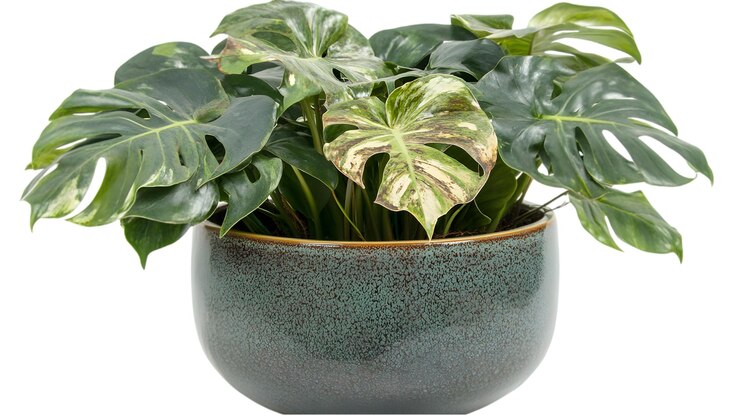 PSD künstliche monstera-pflanze in einem keramiktopf