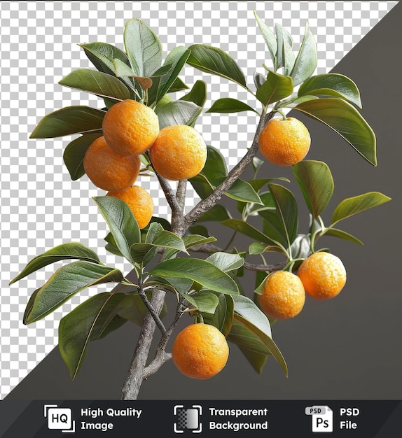 PSD des kumquats psd transparents de haute qualité suspendus à un arbre orné de feuilles vertes et de fruits orange