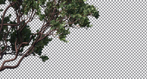 L'albero lascia gli alberi e si ramifica in primo piano e sullo sfondo, dr. hurd manzanita isolato