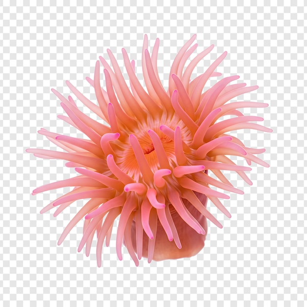 L'anemone marina vibrante: uno sguardo dettagliato alla bellezza acquatica