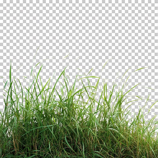 L'erba verde è visualizzata su uno sfondo trasparente per evidenziare i dettagli dell'erba