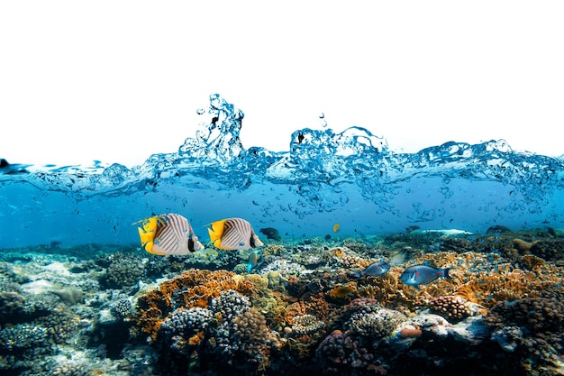 La barriera corallina sottomarina del Mar Rosso