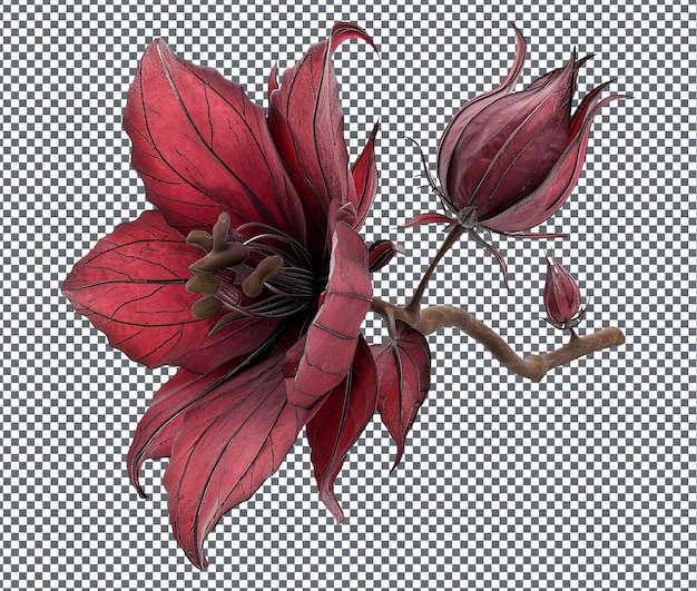 La bella Roselle radiante isolata su uno sfondo trasparente