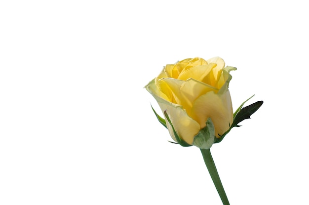 La vista di un bellissimo fiore di rosa in fiore
