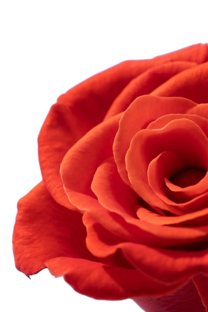 La vista di un bellissimo fiore di rosa in fiore