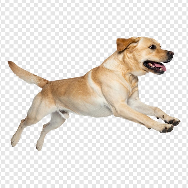 Labrador dorato che corre e salta