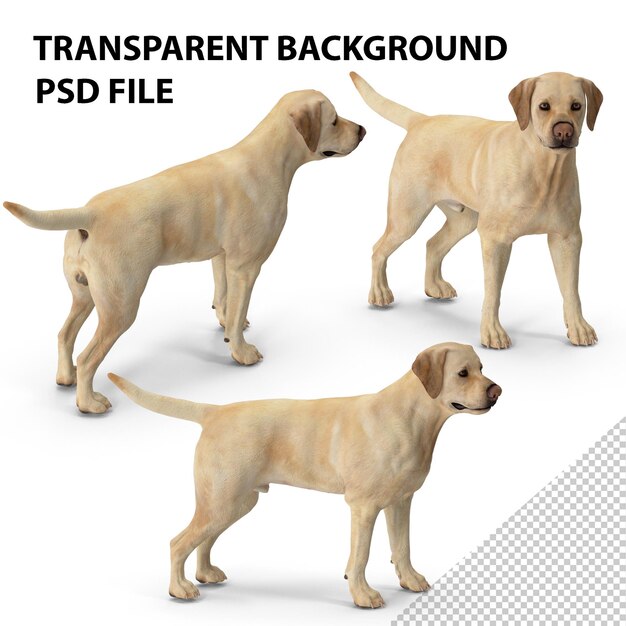 PSD labrador-hund weißstehender png