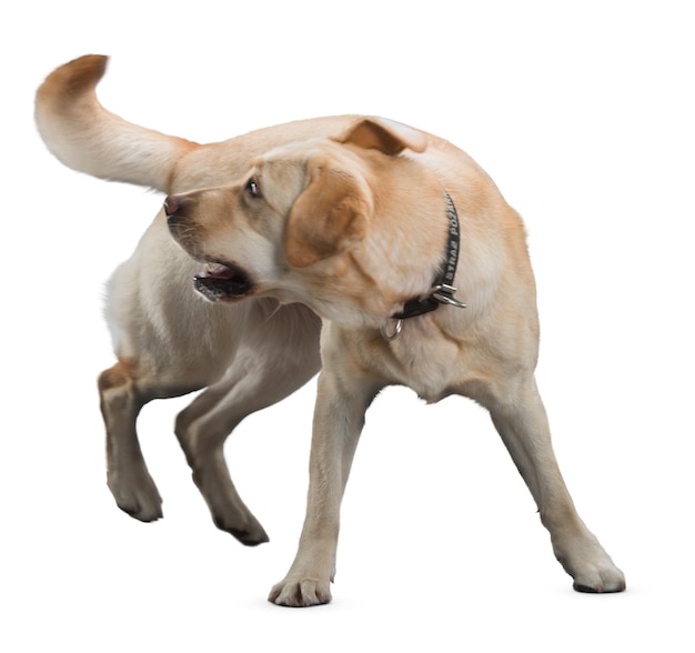 Labrador retriever amarelo sentado olhando para cima com um colarinho preto