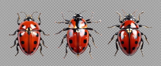 Ladybug aislado sobre fondo transparente lady bug aislado clip art generativo ai